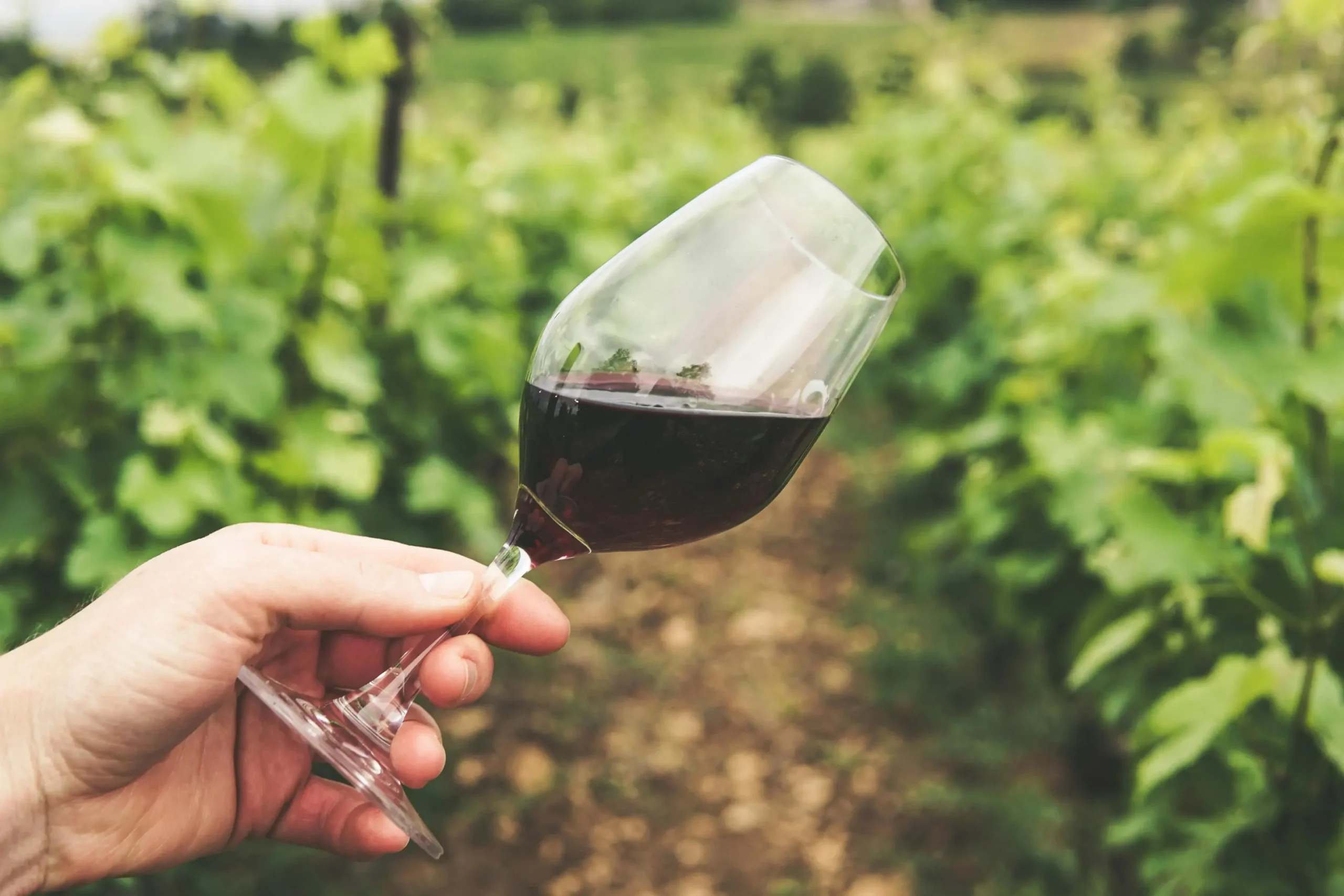 Wanaka wine tasting